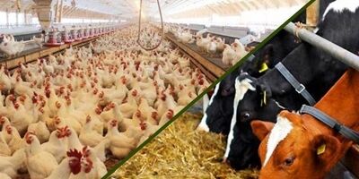دست دلالان از توزیع نهاده‌های دامی در تهران کوتاه می‌شود