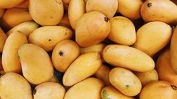 نحوه صحیح خشک کردن انبه