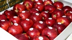 عوارض صادراتی سیب لغو شد