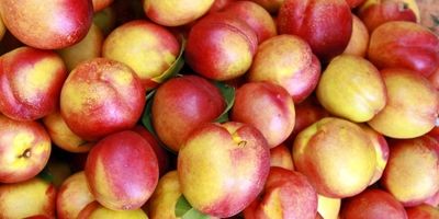 واردات انبه از کنیا مجاز شد