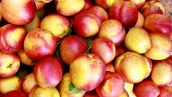 میوه‌ای بی‌نظیر برای تقویت کبد و تصفیه خون
