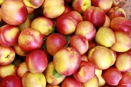 میوه‌ای بی‌نظیر برای تقویت کبد و تصفیه خون
