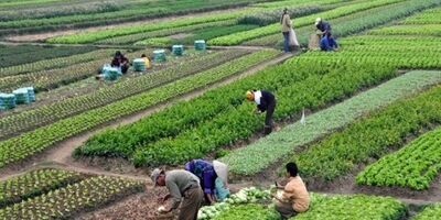 میزان غرامت پرداختی در برابر خسارت وارده به کشاورزان ناچیز است‌