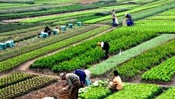 میزان غرامت پرداختی در برابر خسارت وارده به کشاورزان ناچیز است‌