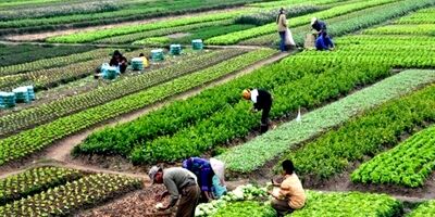 میزان غرامت پرداختی در برابر خسارت وارده به کشاورزان ناچیز است‌