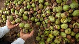 دو شرکت برای بیمه باغداران و گردوتکان‌ها وارد عمل شدند 