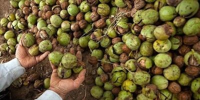 دو شرکت برای بیمه باغداران و گردوتکان‌ها وارد عمل شدند 