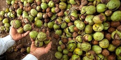 دو شرکت برای بیمه باغداران و گردوتکان‌ها وارد عمل شدند 
