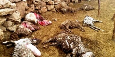 ۱۲ راس گوسفند به دلیل حمله گرگ تلف شدند/ گله بیمه نبود!