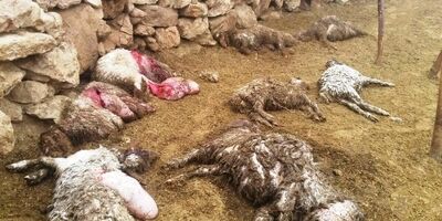۱۲ راس گوسفند به دلیل حمله گرگ تلف شدند/ گله بیمه نبود!