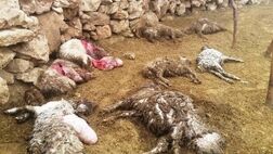 ۱۲ راس گوسفند به دلیل حمله گرگ تلف شدند/ گله بیمه نبود!