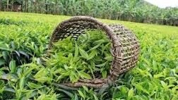 قیمت چای ۹۶ درصد افزایش یافت

