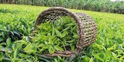 قیمت چای ۹۶ درصد افزایش یافت
