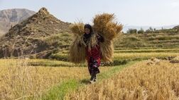 زنان روستا‌یی  ۱۵ تا ۲۰ درصد تولیدات لبنی و دامی کشور را بر عهده دارند