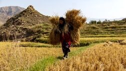 زنان روستا‌یی  ۱۵ تا ۲۰ درصد تولیدات لبنی و دامی کشور را بر عهده دارند