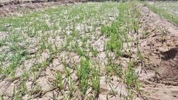 ٢٢ محصول استراتژیک کشاورزی در چتر حمایتی بیمه قرار دارند