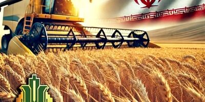  خرید تضمینی 12 میلیون تن گندم با عاملیت بانک کشاورزی