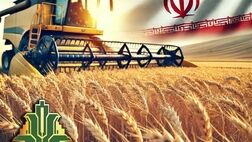  خرید تضمینی 12 میلیون تن گندم با عاملیت بانک کشاورزی