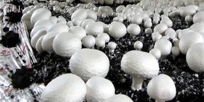 تولید قارچ اردیبهشت به ۲۴ هزار تن رسید