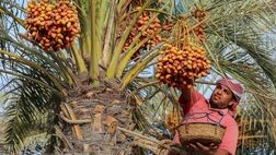 نیمی از نخیلات کشور بیمه هستند