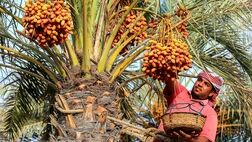 نیمی از نخیلات کشور بیمه هستند