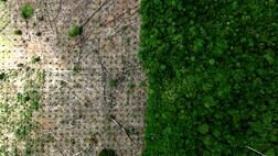  کاهش نرخ جنگل‌زدایی در آمازون