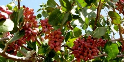 حوادث طبیعی به 25 درصد از باغ‌ پسته جوین خسارت زد