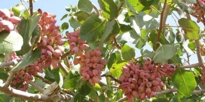 حوادث طبیعی به 25 درصد از باغ‌ پسته جوین خسارت زد