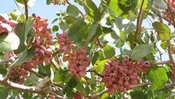 حوادث طبیعی به 25 درصد از باغ‌ پسته جوین خسارت زد