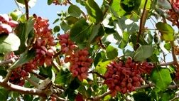 حوادث طبیعی به 25 درصد از باغ‌ پسته جوین خسارت زد