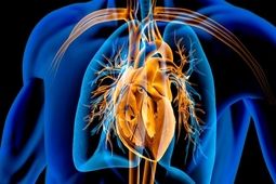 عفونت‌های درمان‌نشده در کودکی، تهدیدی برای دریچه‌های قلب در میانسالی
