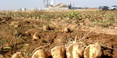 نرخ خرید تضمینی چغندرقند اعلام شد
