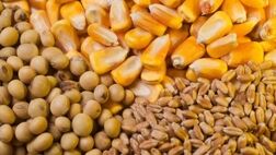 افزایش ۵۰ درصدی قیمت جهانی نهاده‌های دامی