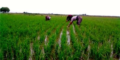 یک‌ سوم اراضی زراعی کشور زیر پوشش بیمه است