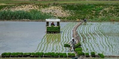 نیازی به واردات ماهانه ۱۰۰ تا ۱۲۰ هزارتن برنج خارجی نداریم