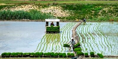 نیازی به واردات ماهانه ۱۰۰ تا ۱۲۰ هزارتن برنج خارجی نداریم