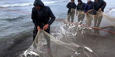 صادرات سالانه شیلات به ۷۰۰ میلیون دلار رسید