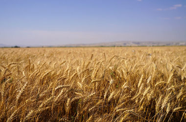 سطح کشت گندم به ۶ میلیون هکتار می‌رسد