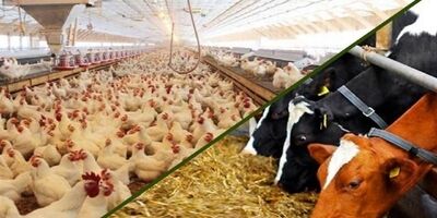 ۵۰ درصد تولیدکنندگان طیور گوشتی تسهیلات دریافت کردند