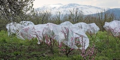 خسارت سرمازدگی باغ‌های ‌شهرستان دماوند جبران می‌شود