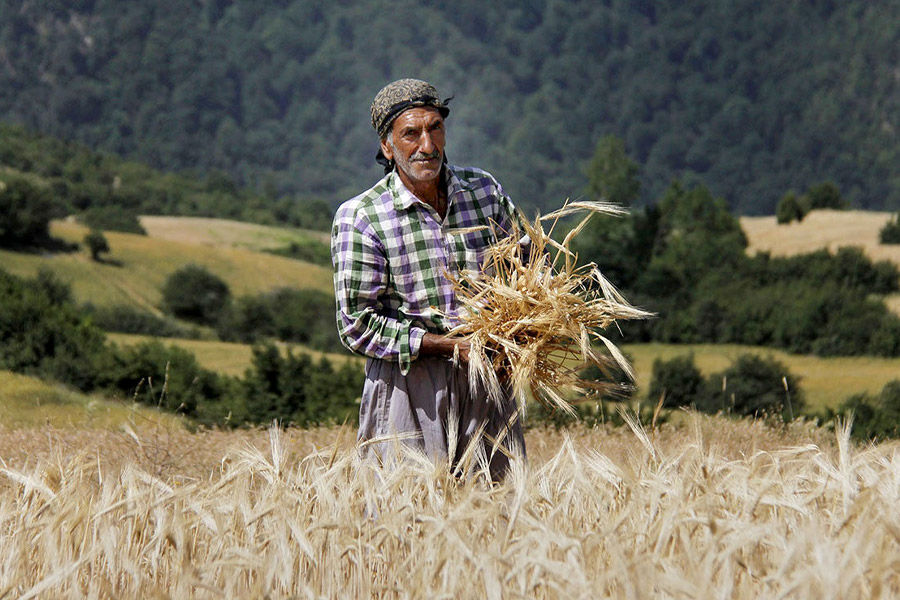 بیمه کشاورزی چیست؟ + شرایط، ثبت نام و استعلام بیمه