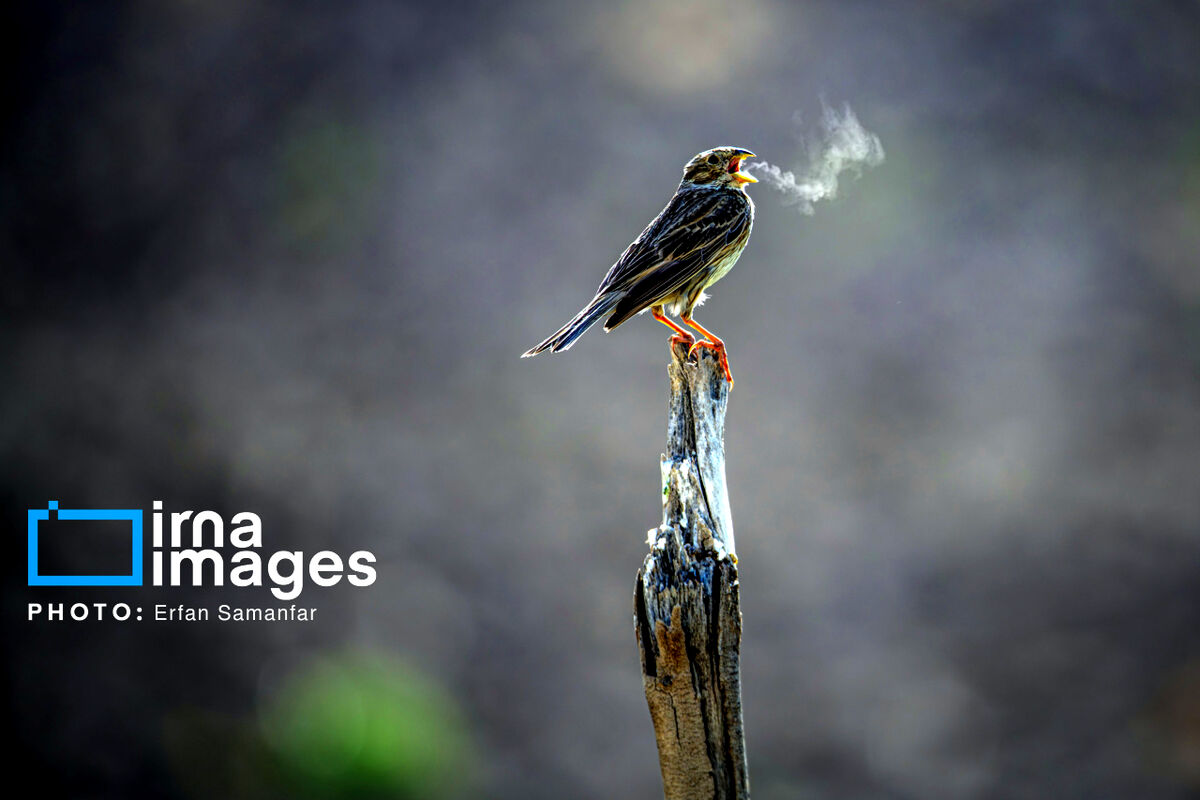 171367879_زردپره-مزرعه