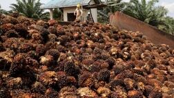 مالزی درصدد کسب سهام بازار روغن اتحادیه اروپا