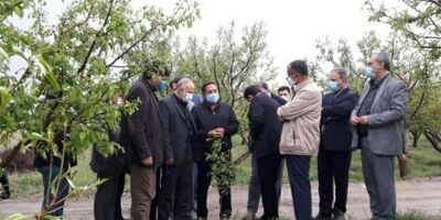پرداخت غرامت بیمه به باغداران بسیار ناچیز است