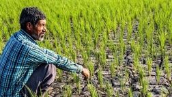 امنیت غذایی در دست ۴.۵ میلیون کشاورز است
