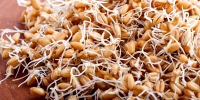 خواص درمانی و زیبایی جوانه گندم