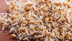 خواص درمانی و زیبایی جوانه گندم