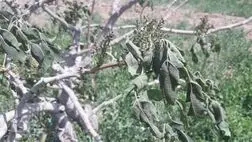 باغات پسته سیرجان  ۱۹ هزار میلیارد ریال خسارت دید