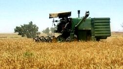 مطالبات گندمکاران به‌زودی تسویه می شود