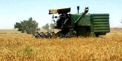 پرداخت ۴۰ درصد باقی مانده مطالبات گندمکاران در یک هفته آینده